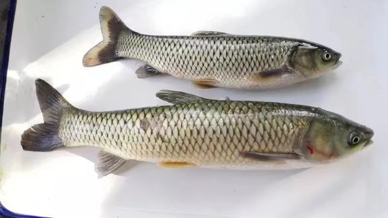 草魚(yú)1.jpg