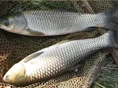 草魚(yú)2.jpg